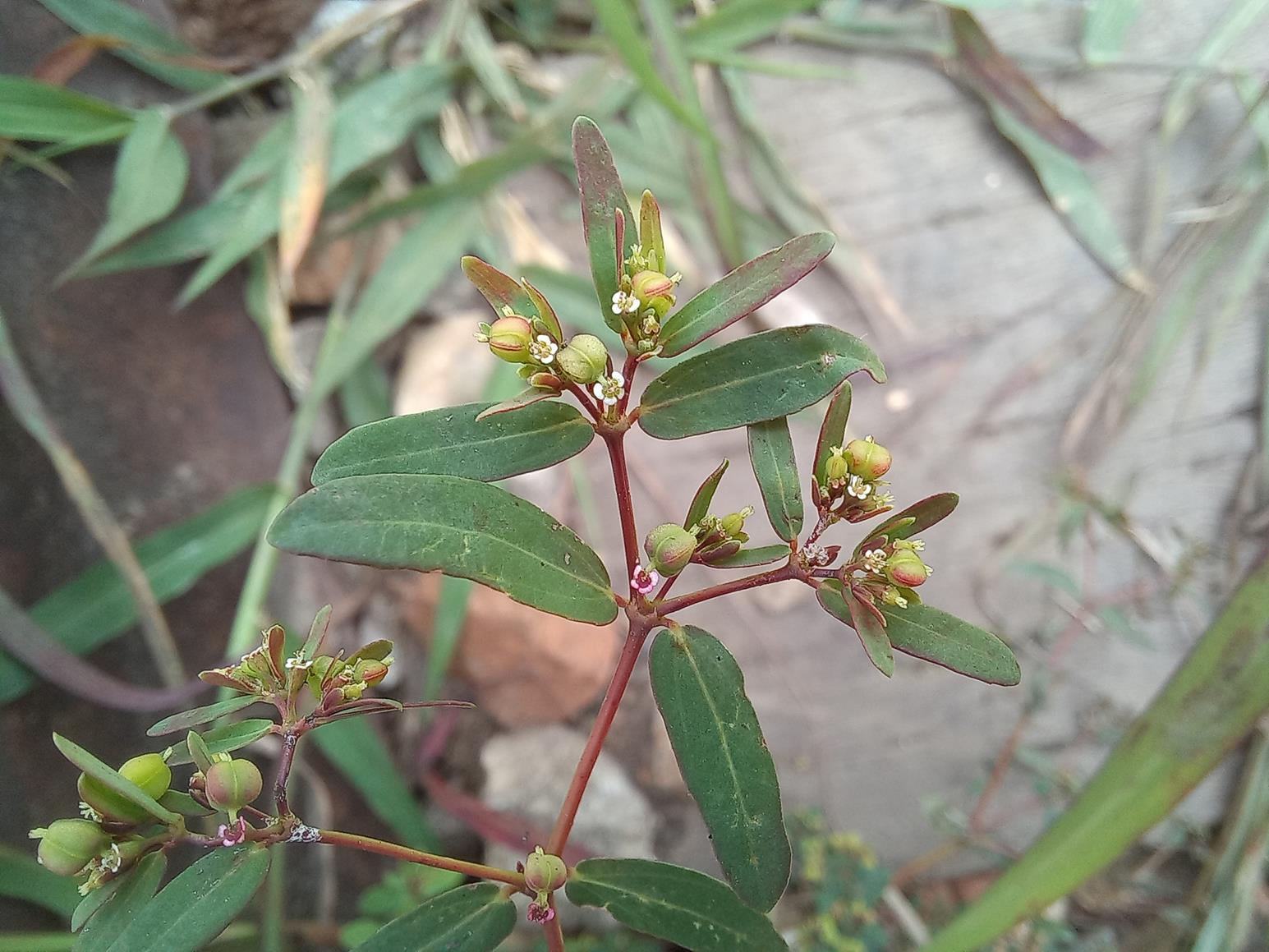 Euphorbia zambesiana Euphorbia zambesiana
