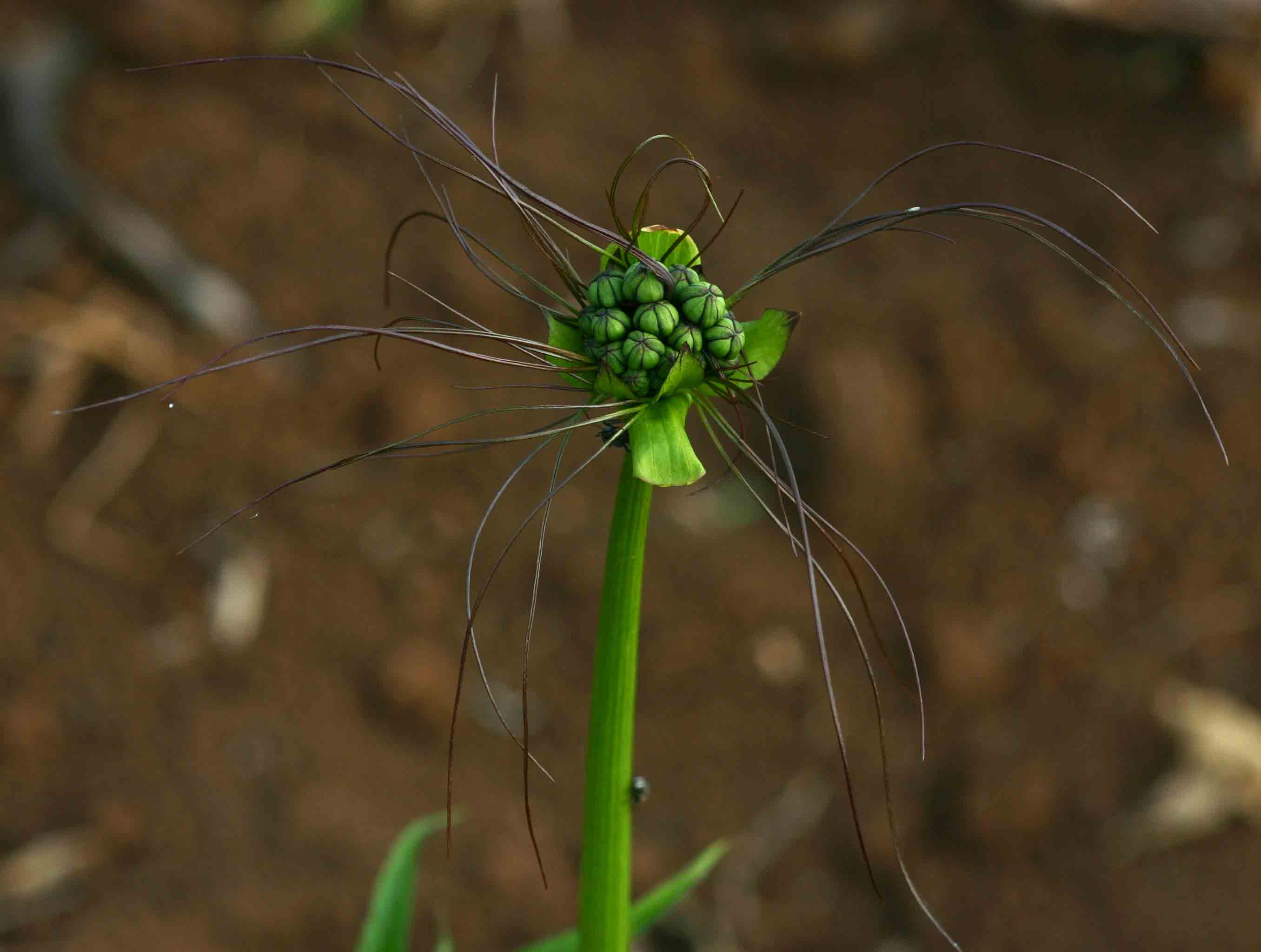Tacca leontopetaloides