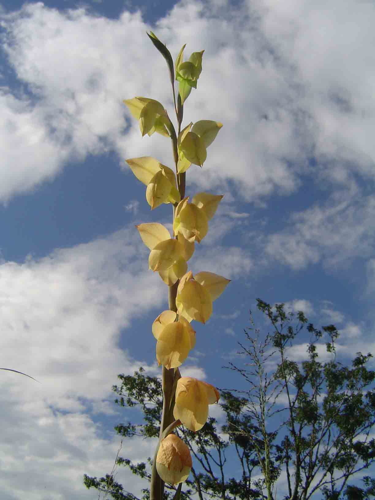 Gladiolus dalenii subsp. dalenii Gladiolus dalenii subsp. dalenii