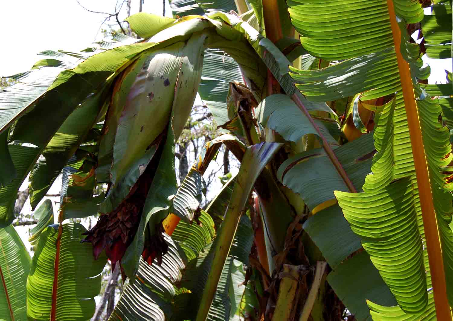 Ensete ventricosum Ensete ventricosum