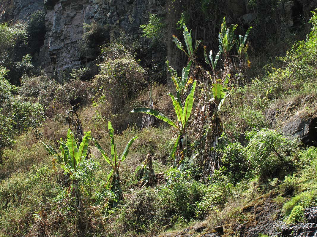 Ensete ventricosum Ensete ventricosum