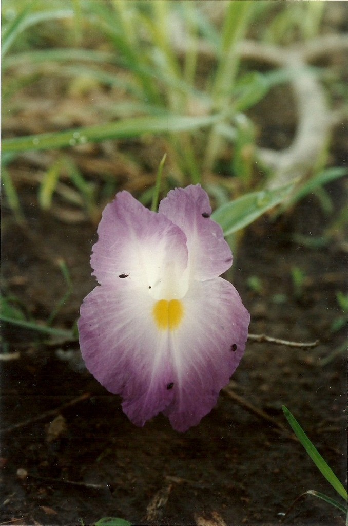 Siphonochilus aethiopicus Siphonochilus aethiopicus