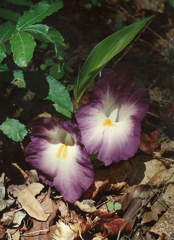 Siphonochilus aethiopicus Siphonochilus aethiopicus