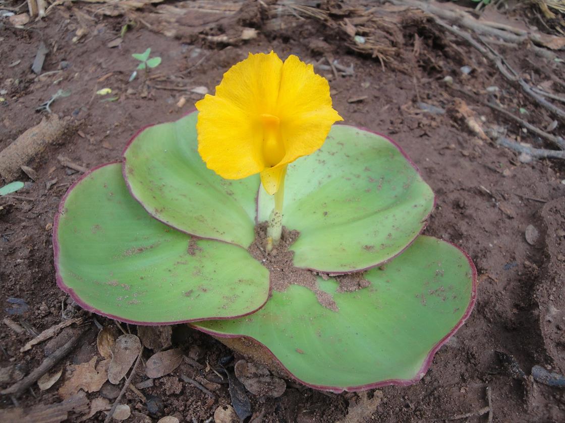 Costus spectabilis Costus spectabilis