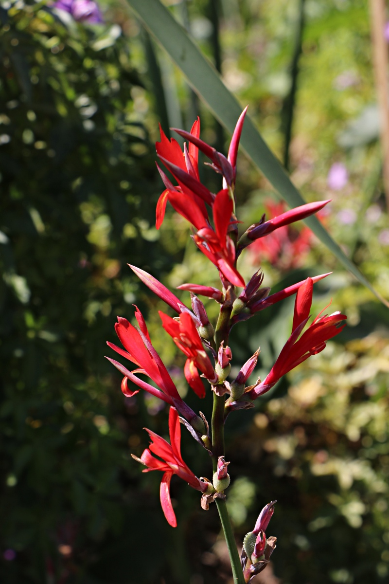 Canna indica Canna indica