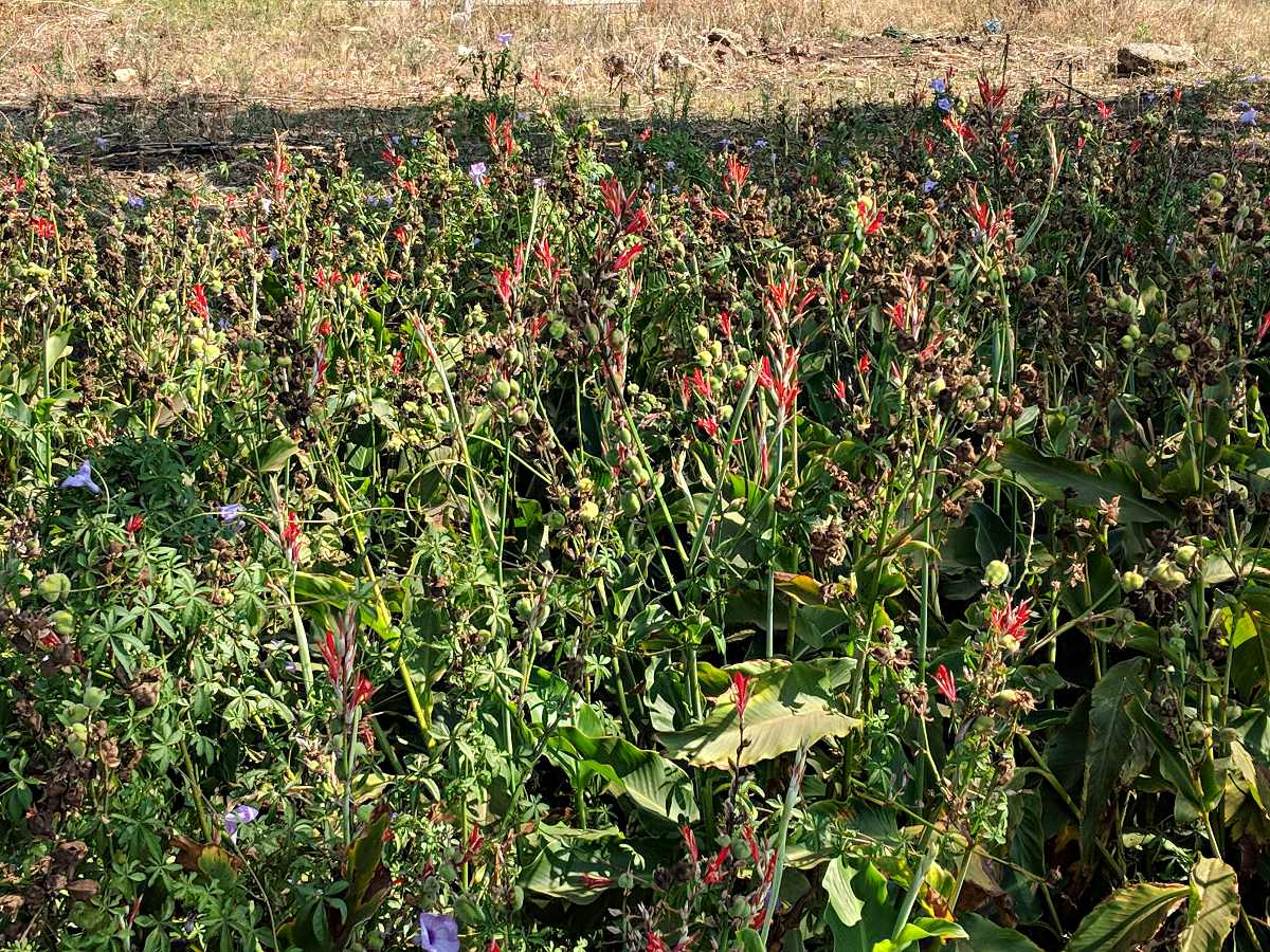 Canna indica Canna indica