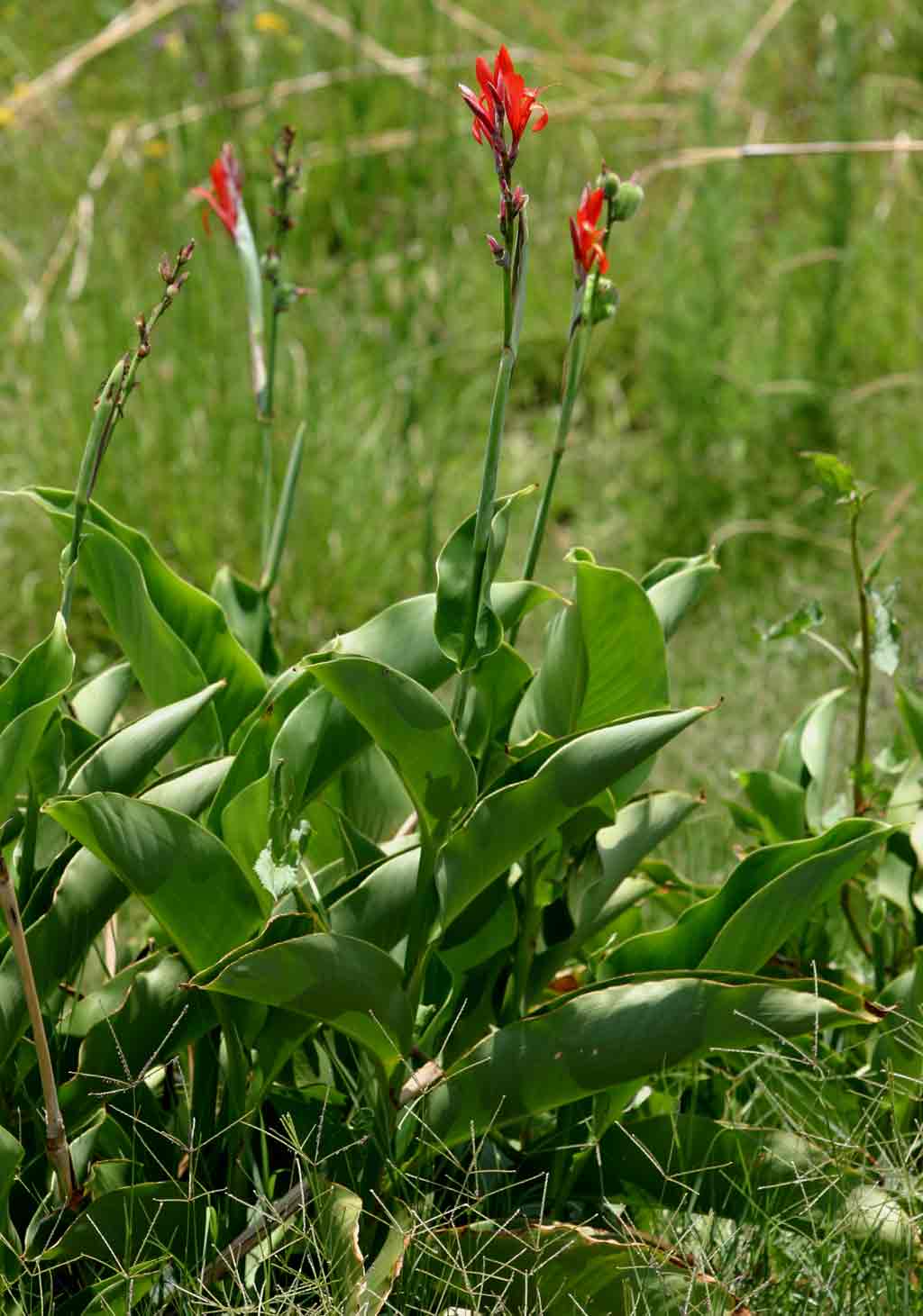 Canna indica Canna indica