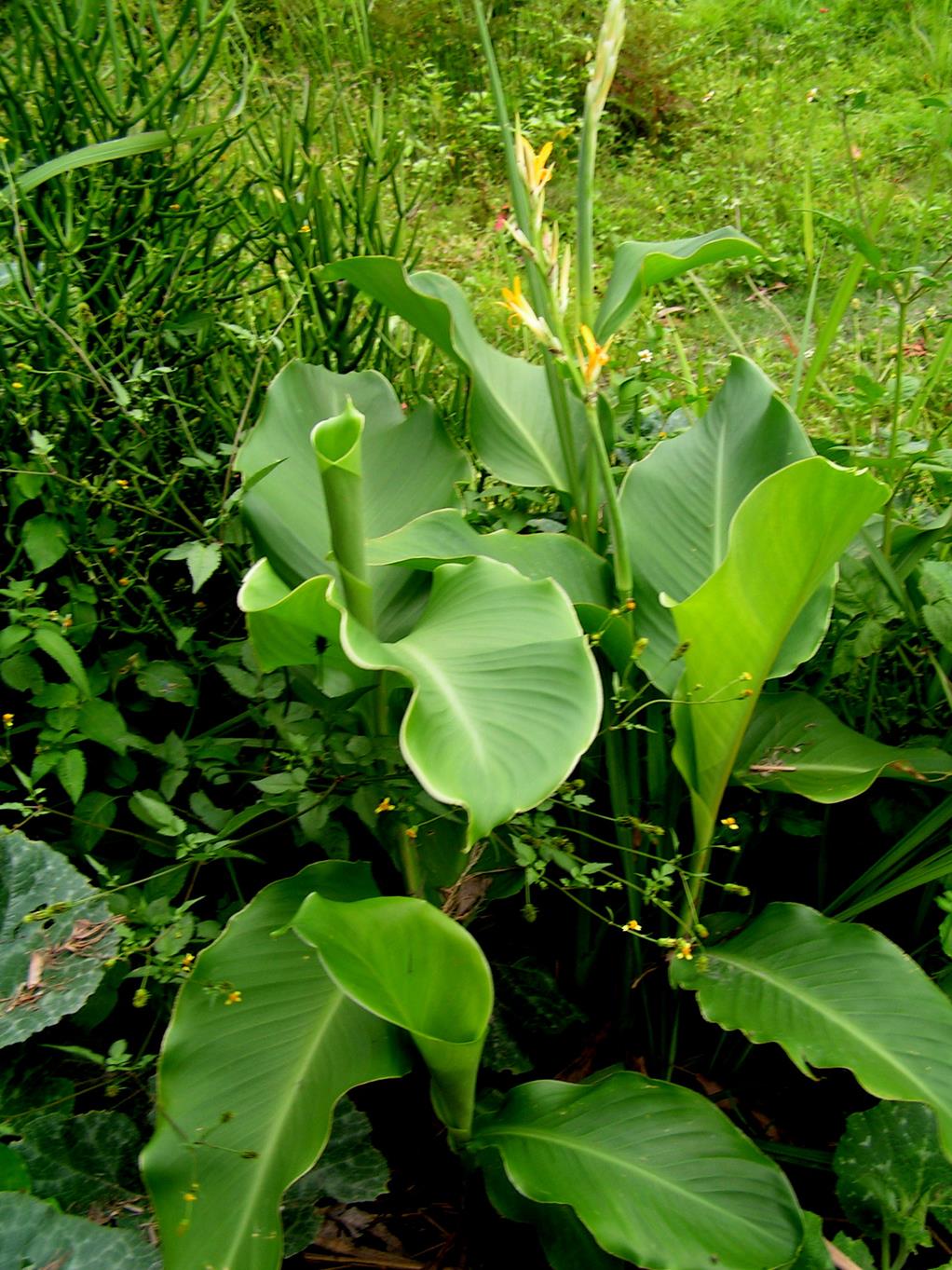 Canna indica Canna indica