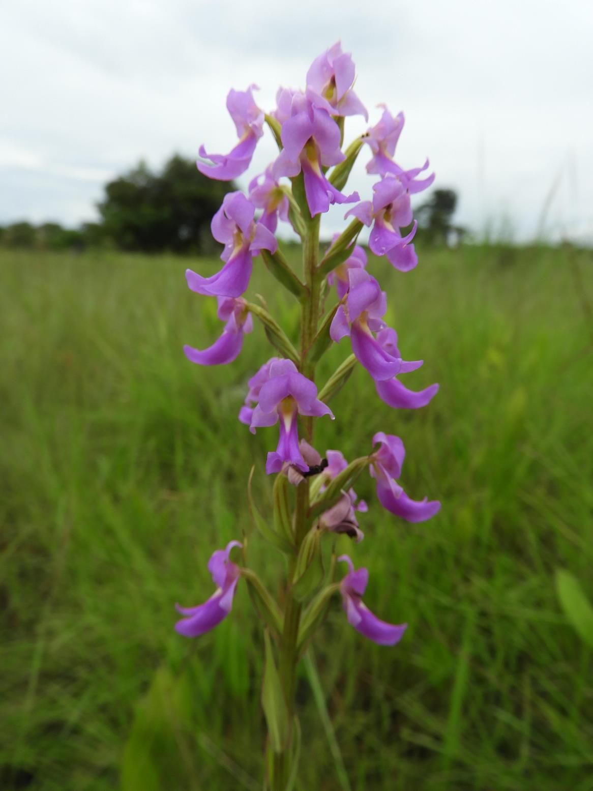 Brachycorythis pleistophylla subsp. pleistophylla Brachycorythis pleistophylla subsp. pleistophylla