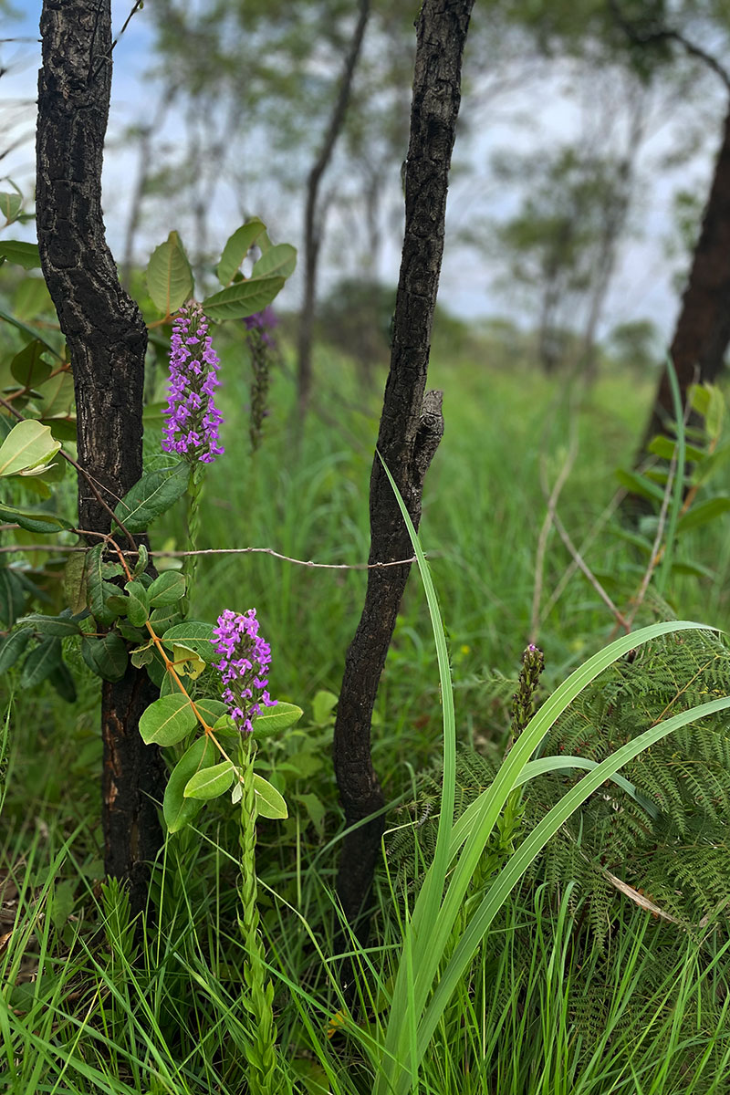 Brachycorythis pleistophylla subsp. pleistophylla Brachycorythis pleistophylla subsp. pleistophylla