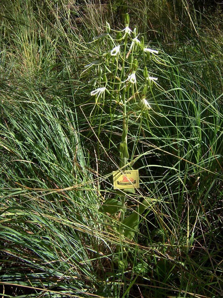 Bonatea steudneri