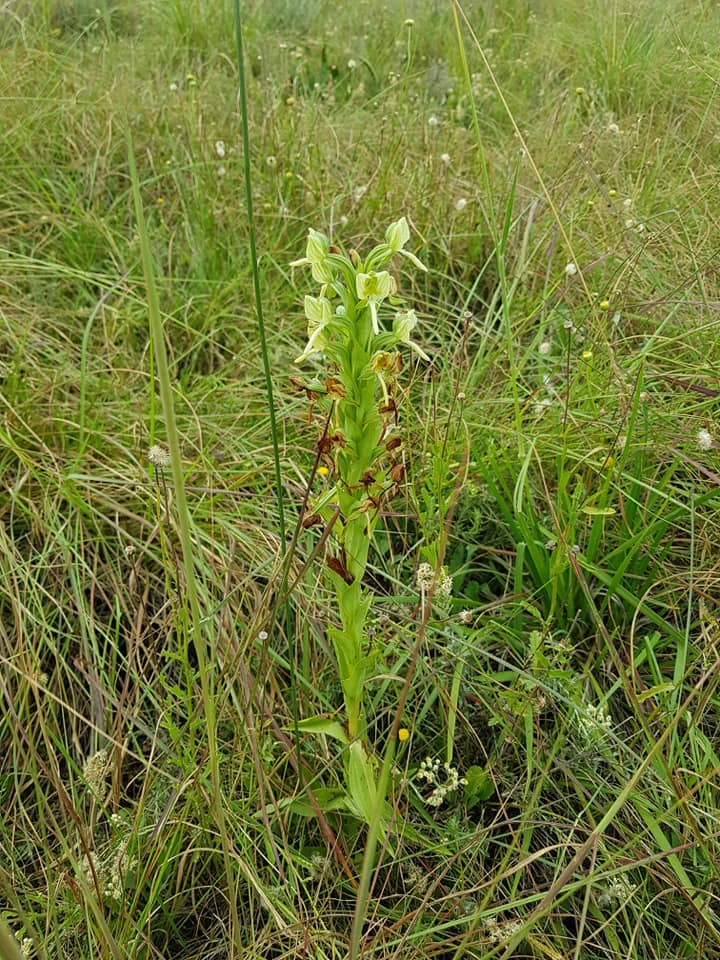 Habenaria epipactidea Habenaria epipactidea