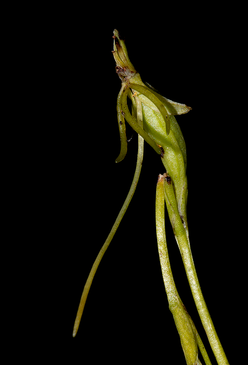Habenaria filicornis Habenaria filicornis