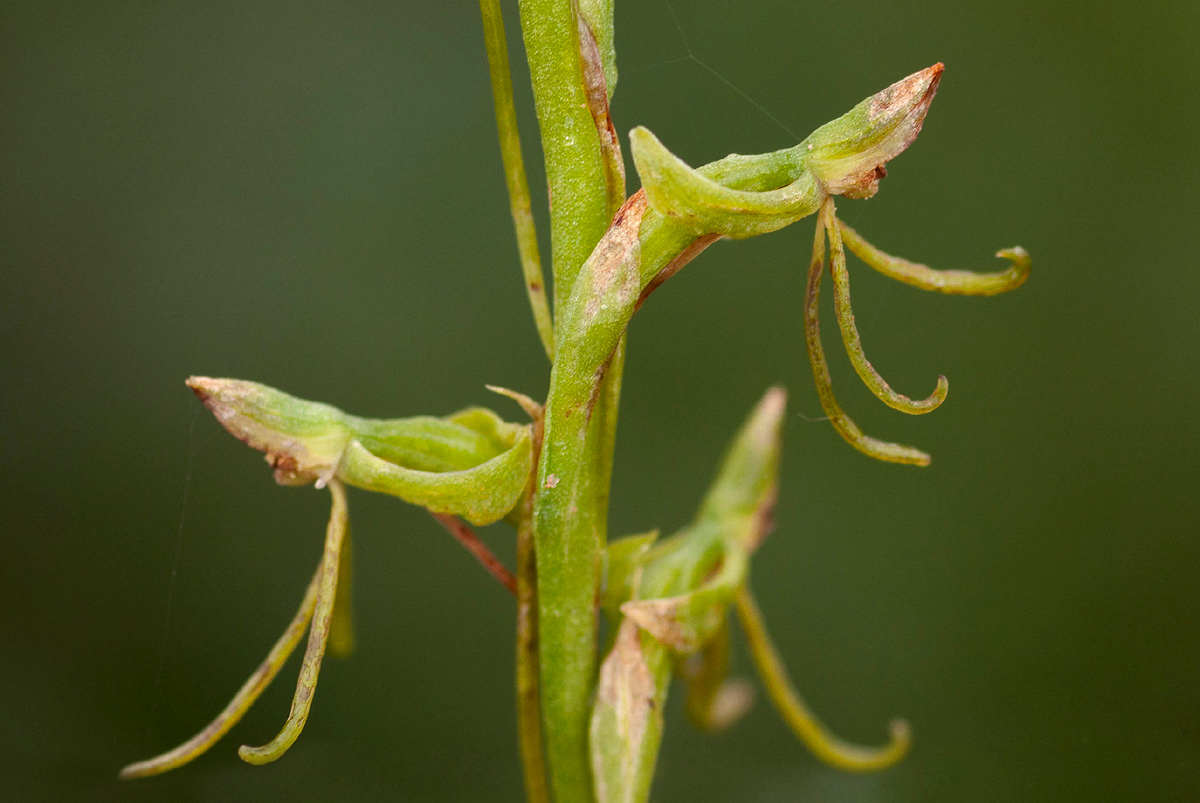 Habenaria filicornis Habenaria filicornis