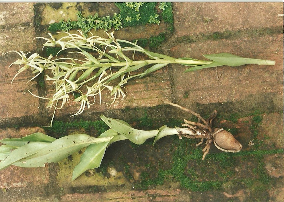 Habenaria holubii