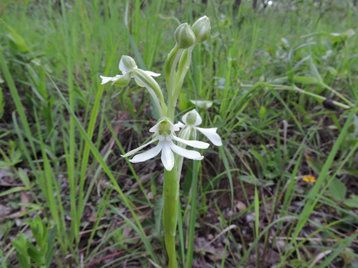 Habenaria macrura Habenaria macrura