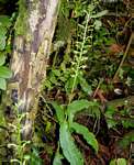 Habenaria malacophylla