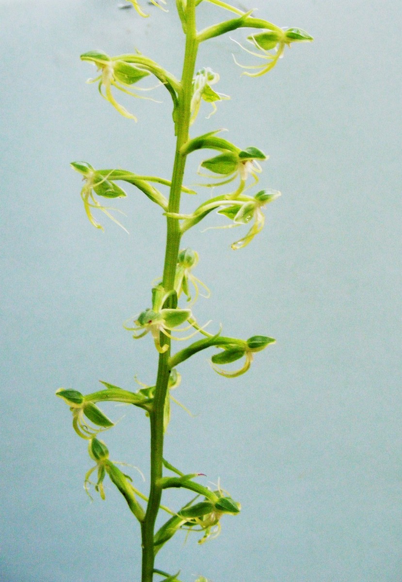 Habenaria malacophylla Habenaria malacophylla