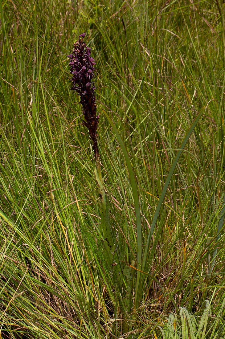 Disa hircicornis