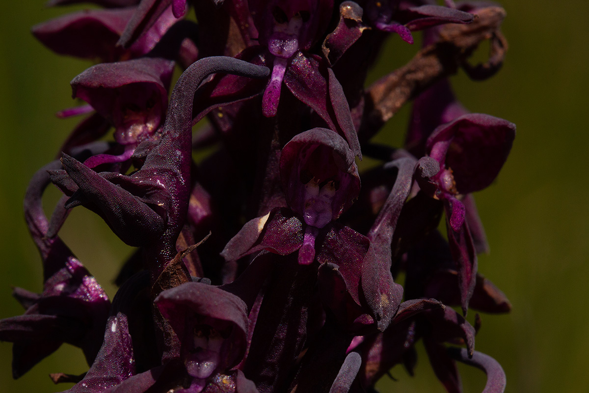Disa hircicornis Disa hircicornis