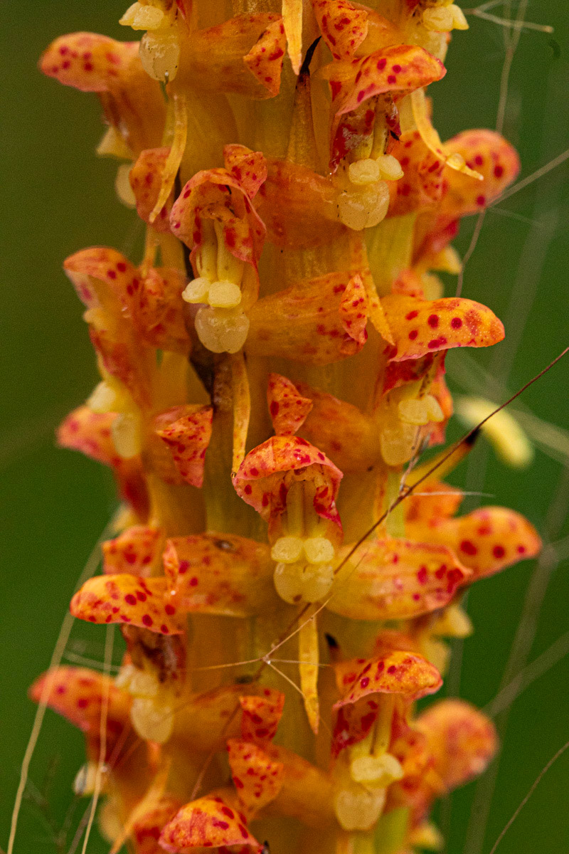Disa ochrostachya Disa ochrostachya