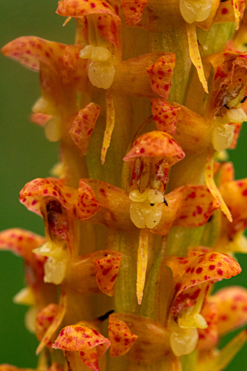 Disa ochrostachya Disa ochrostachya