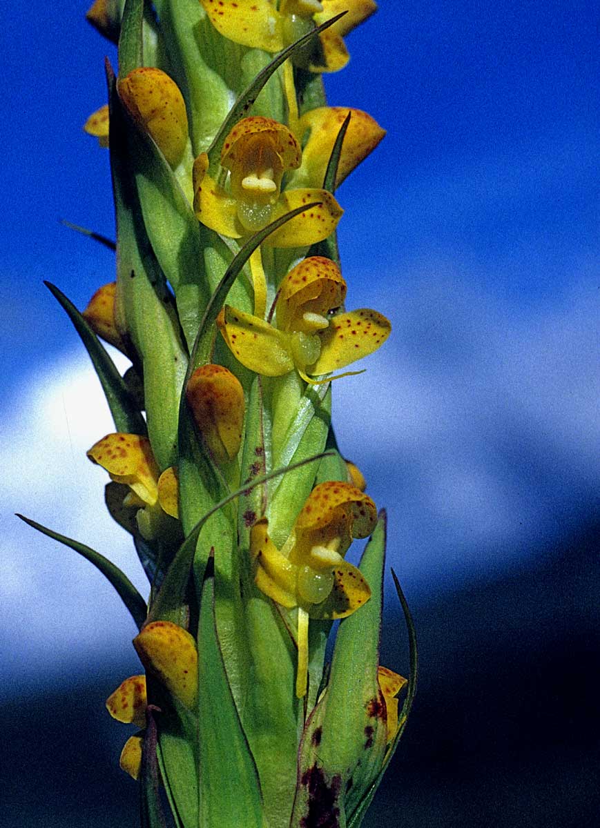 Disa ochrostachya Disa ochrostachya