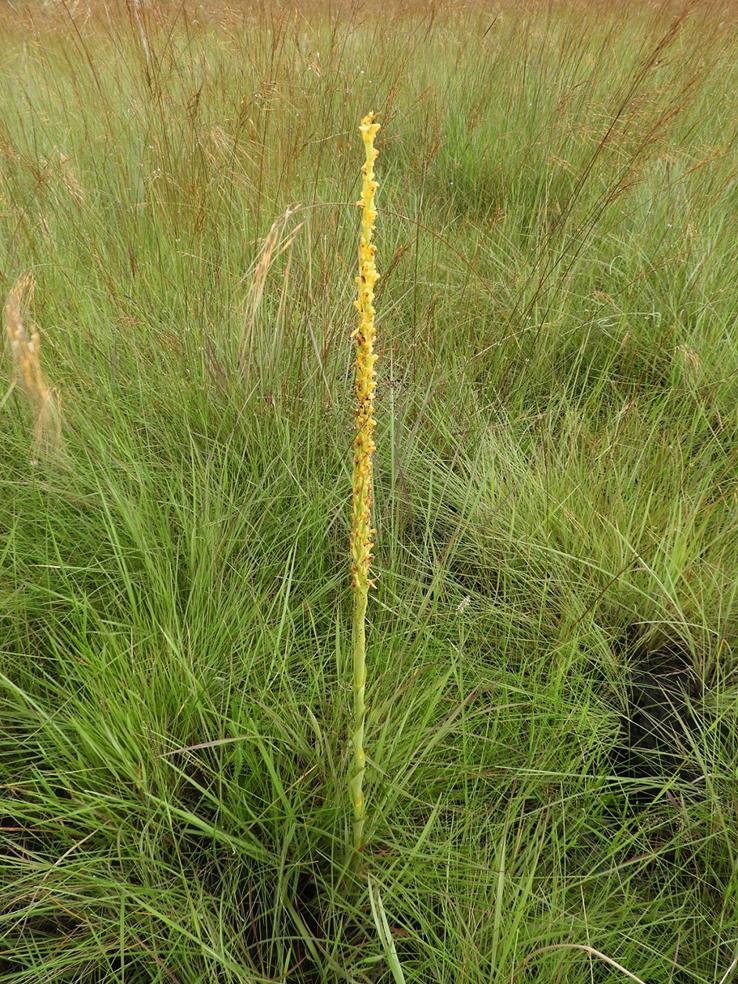 Disa ochrostachya Disa ochrostachya