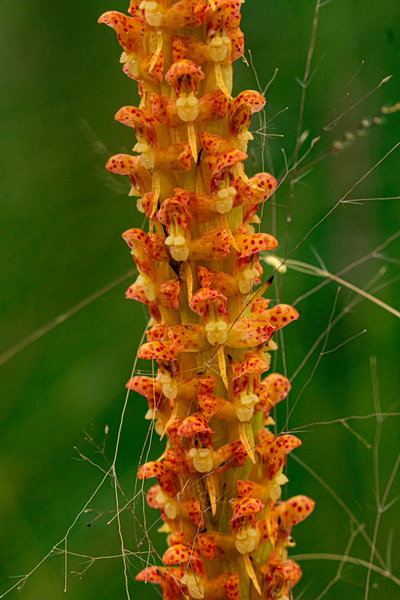 Disa ochrostachya Disa ochrostachya