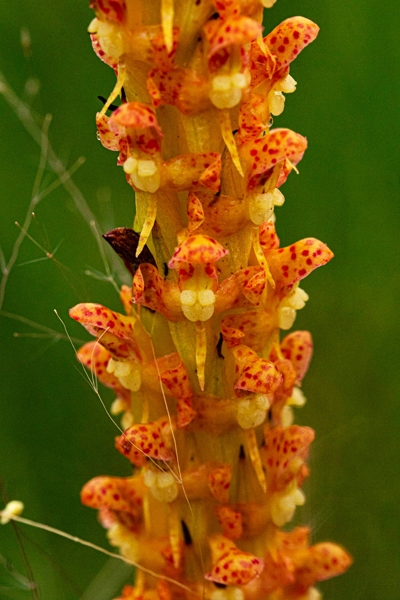 Disa ochrostachya Disa ochrostachya
