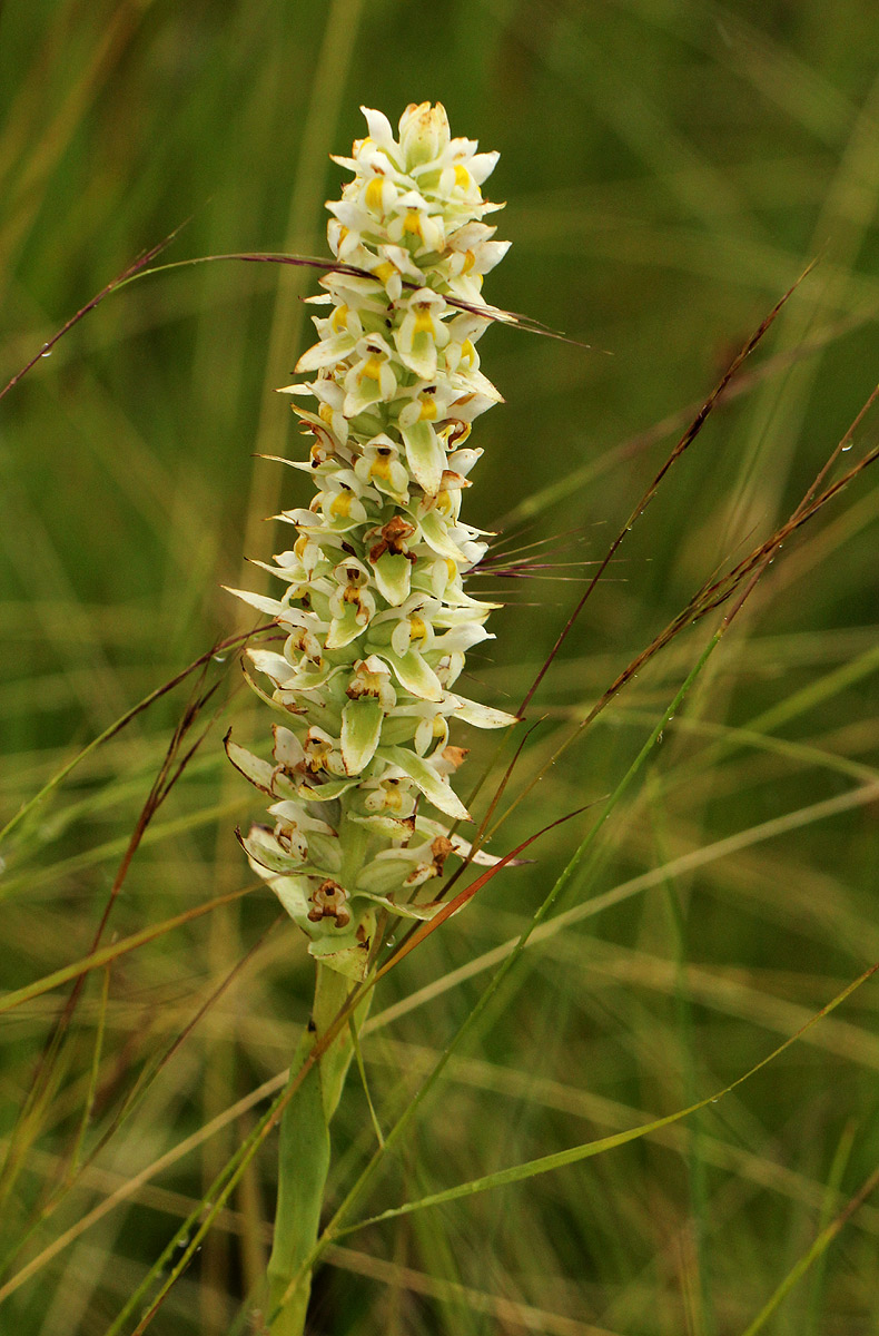 Satyrium trinerve Satyrium trinerve