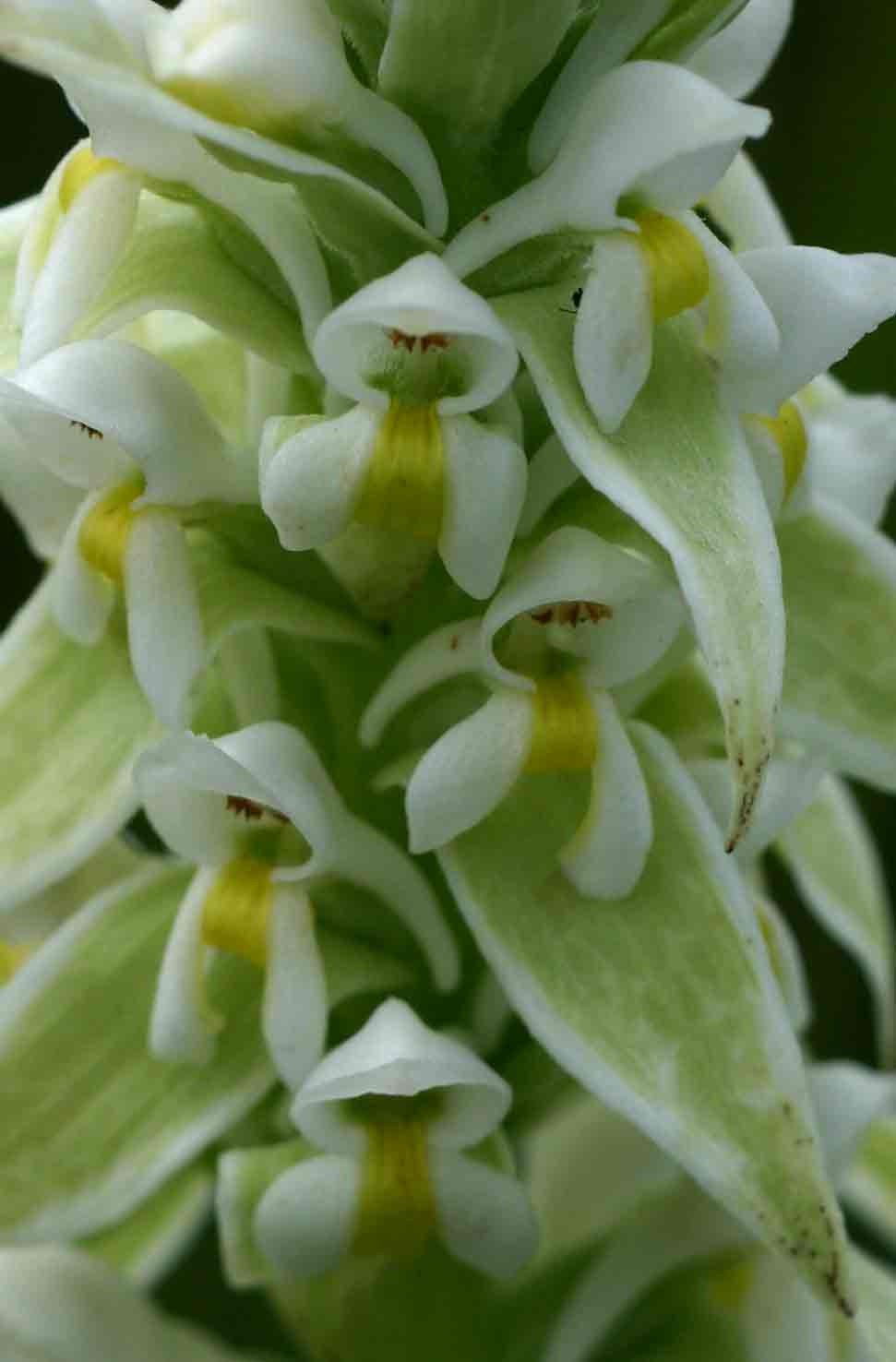 Satyrium trinerve Satyrium trinerve