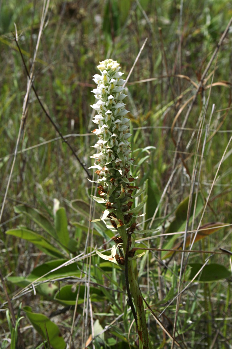 Satyrium trinerve Satyrium trinerve