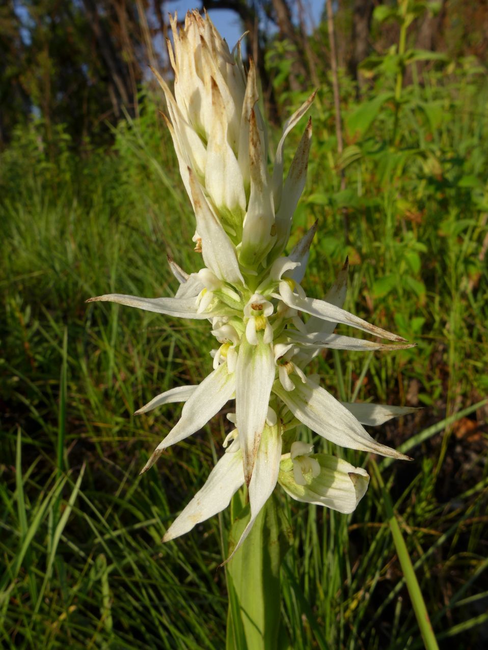 Satyrium trinerve Satyrium trinerve