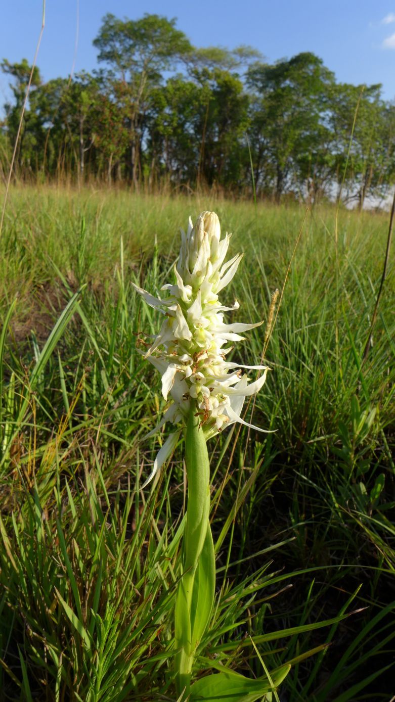 Satyrium trinerve Satyrium trinerve