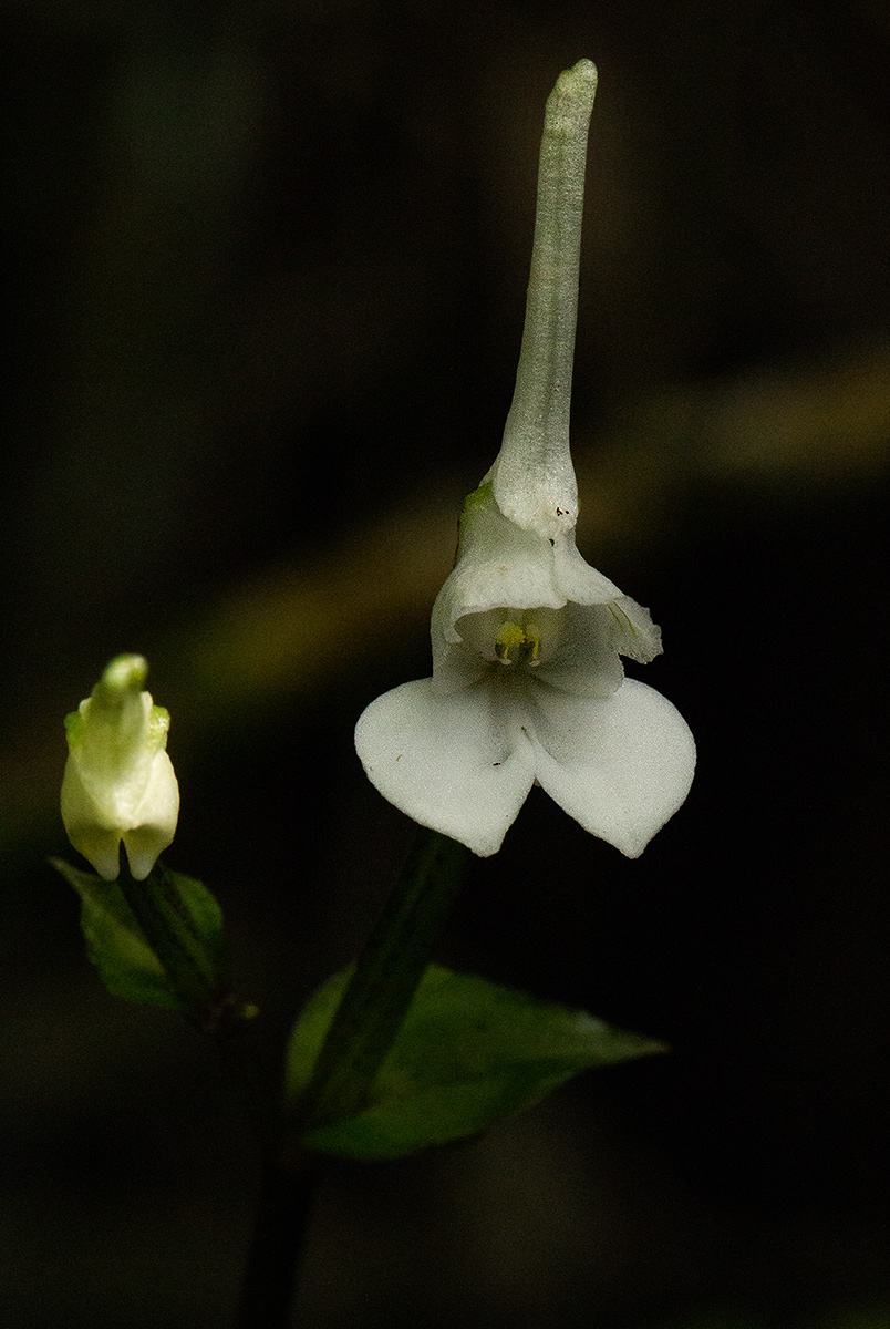 Disperis anthoceros
