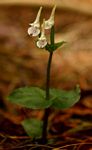 Disperis anthoceros