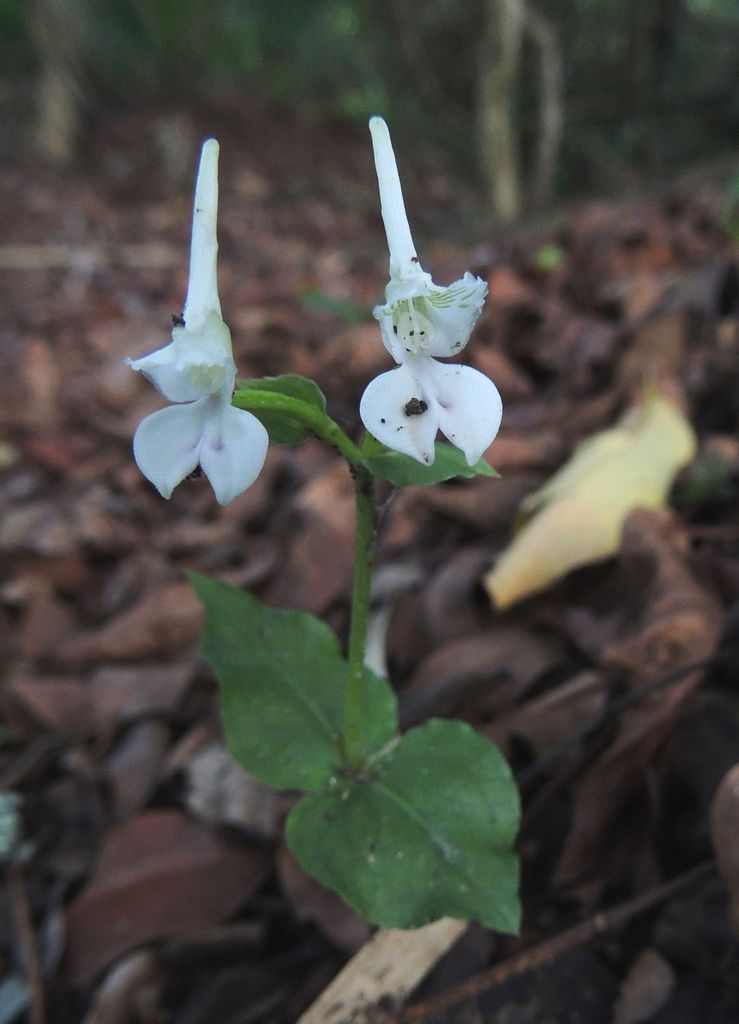 Disperis anthoceros