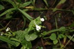 Disperis anthoceros