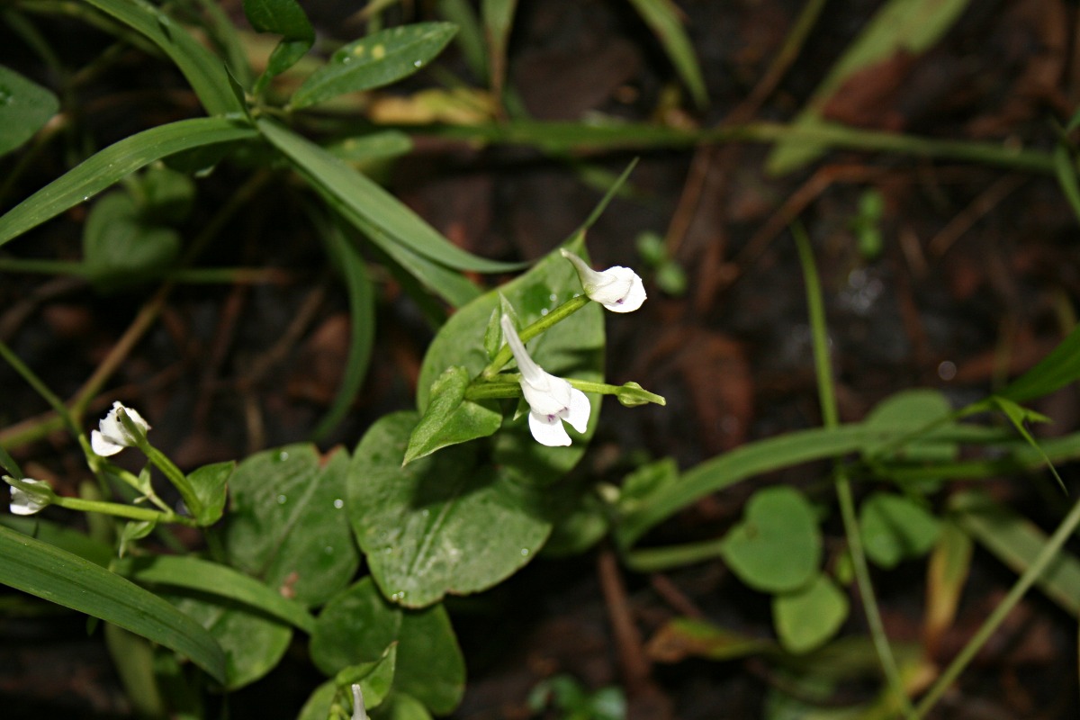 Disperis anthoceros