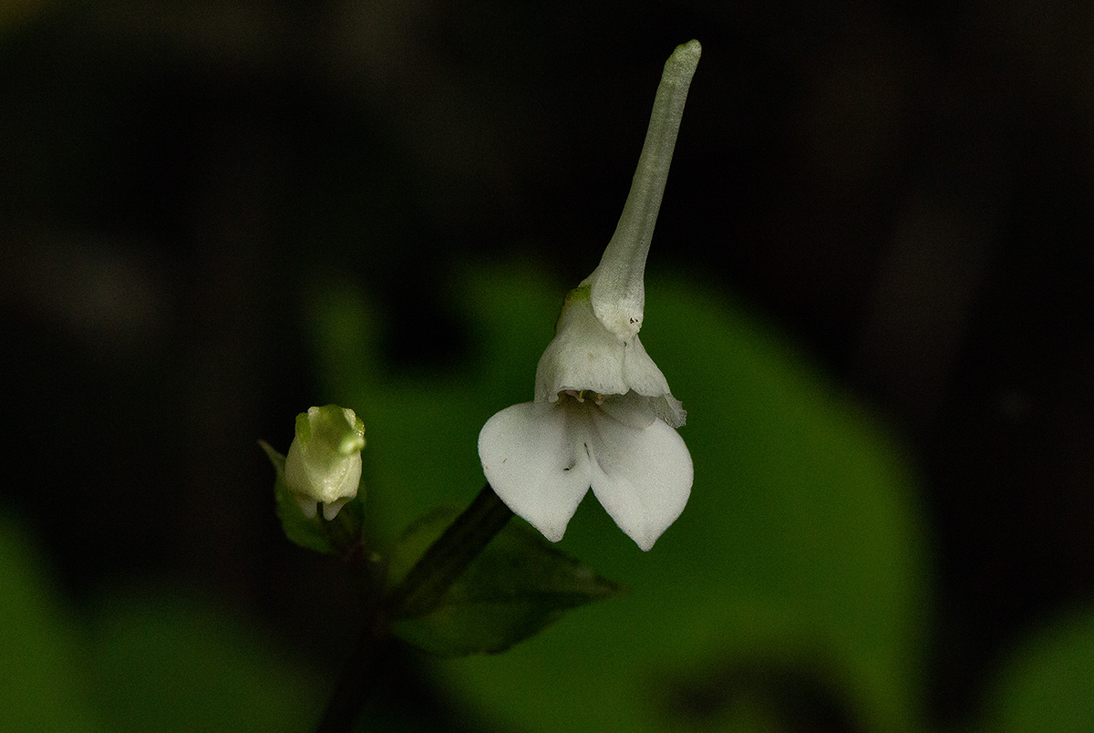 Disperis anthoceros