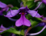 Calanthe sylvatica