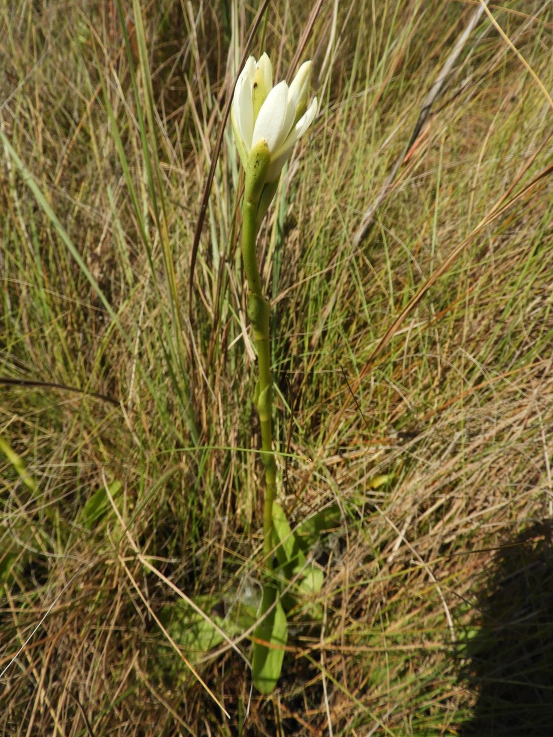 Phaius occidentalis Phaius occidentalis