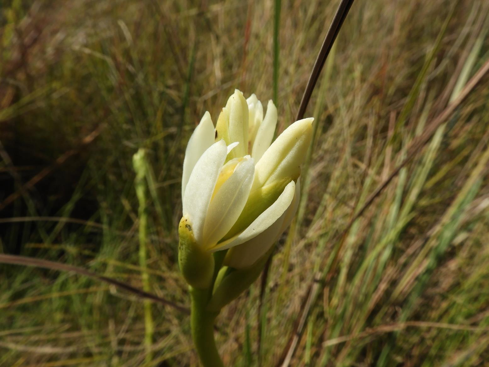 Phaius occidentalis Phaius occidentalis