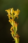 Liparis nervosa