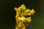 Liparis nervosa