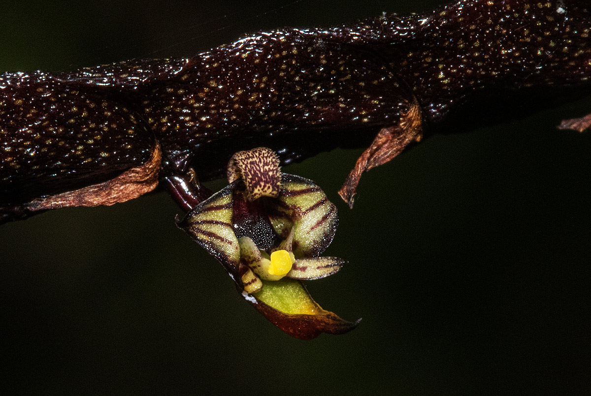 Bulbophyllum maximum Bulbophyllum maximum