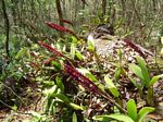 Bulbophyllum scaberulum var. scaberulum