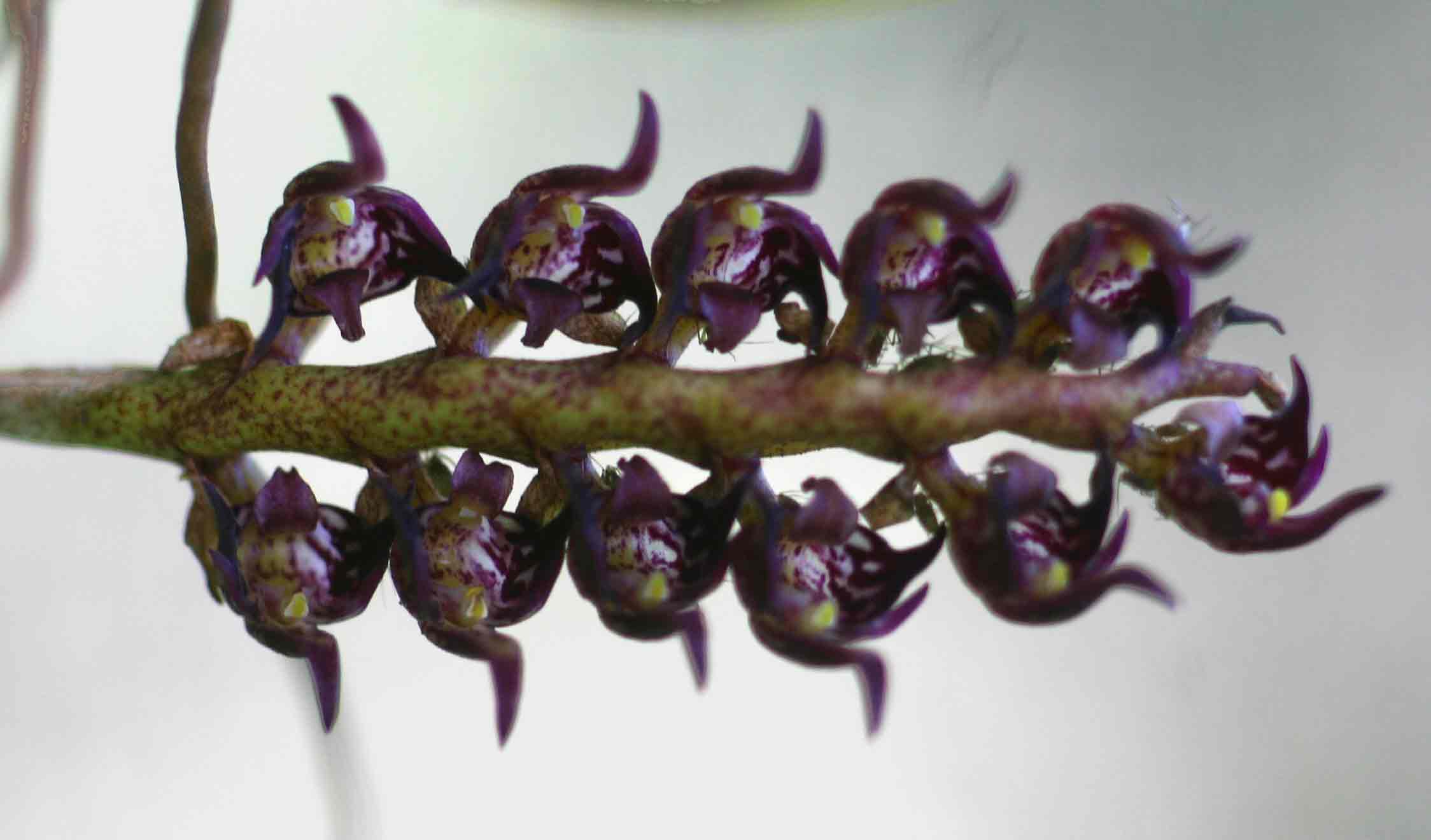 Bulbophyllum scaberulum var. scaberulum Bulbophyllum scaberulum var. scaberulum