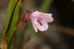 Polystachya dendrobiiflora
